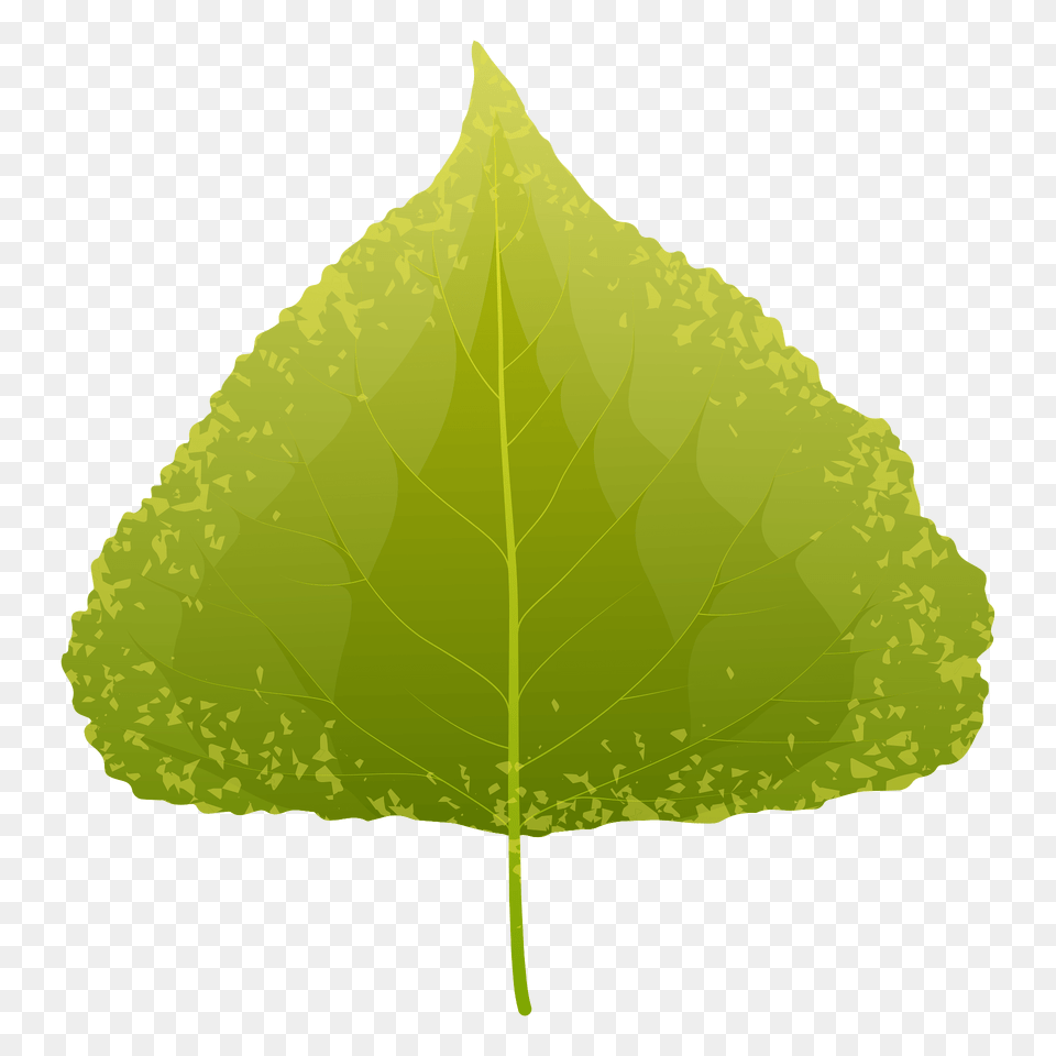 Black Poplar Summer Leaf Clipart, Plant, Tree Free Transparent Png