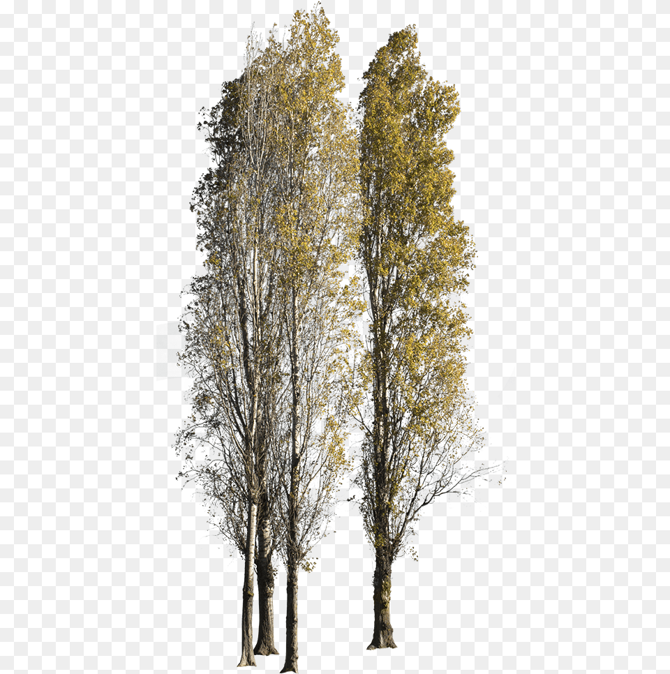 Black Poplar Tree, Plant, Tree Trunk, Oak, Sycamore Free Png