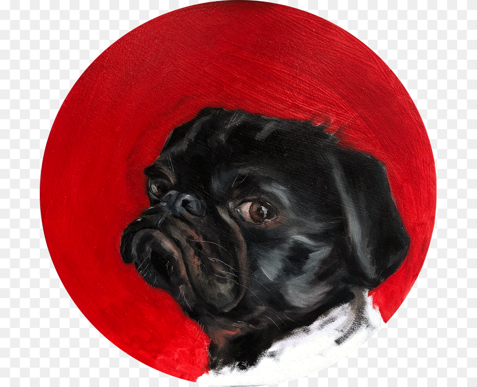 Black Pug, Animal, Canine, Dog, Mammal Free Png