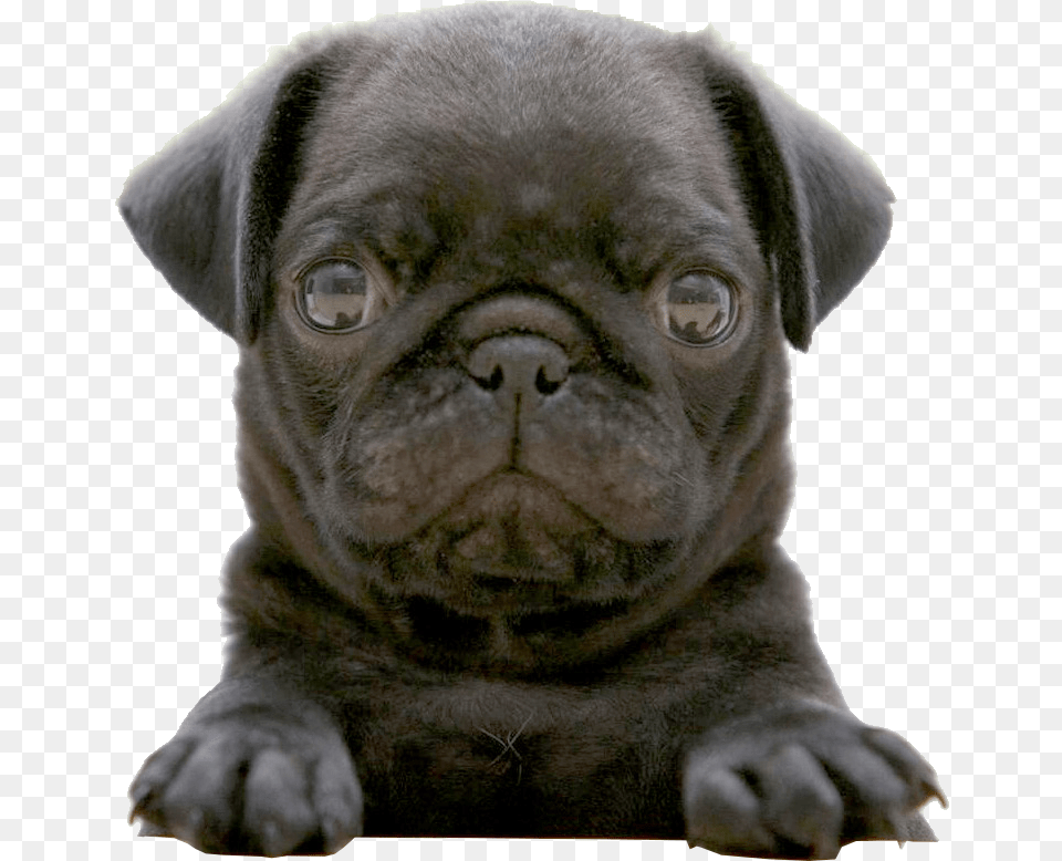 Black Pug Wallpaper Weddingdressincom Black Pug Puppy, Animal, Canine, Dog, Mammal Png