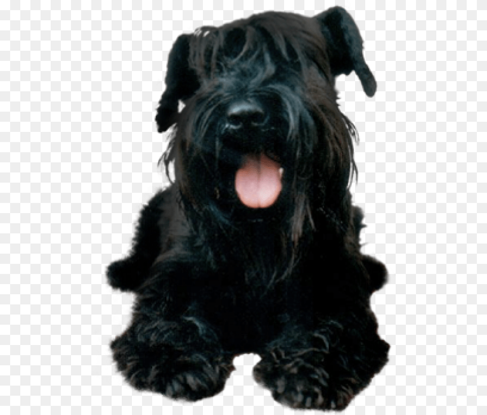 Black Puppy Dog Schnauzer Puppy Background, Animal, Canine, Mammal, Pet Free Transparent Png