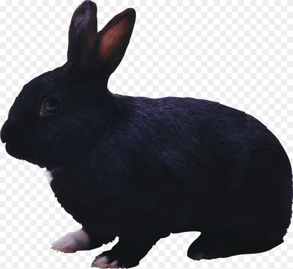 Black Rabbit, Animal, Mammal, Bird Free Png Download