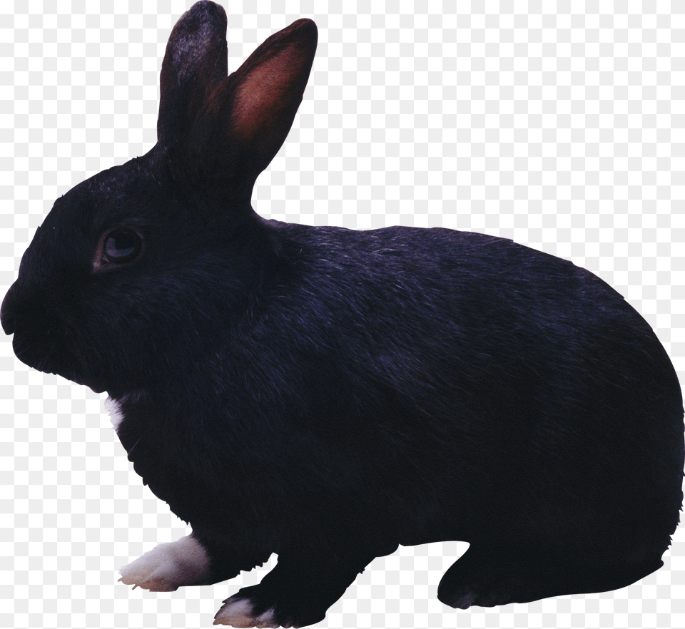 Black Rabbit Image Black Rabbit, Animal, Mammal, Cat, Pet Png