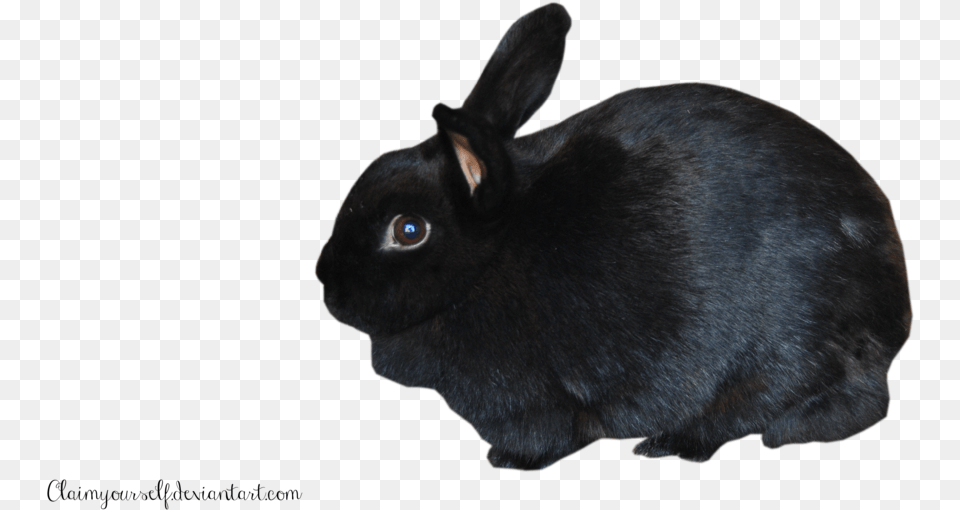 Black Rabbit Jpg Library Rabbit, Animal, Mammal, Cat, Pet Png Image