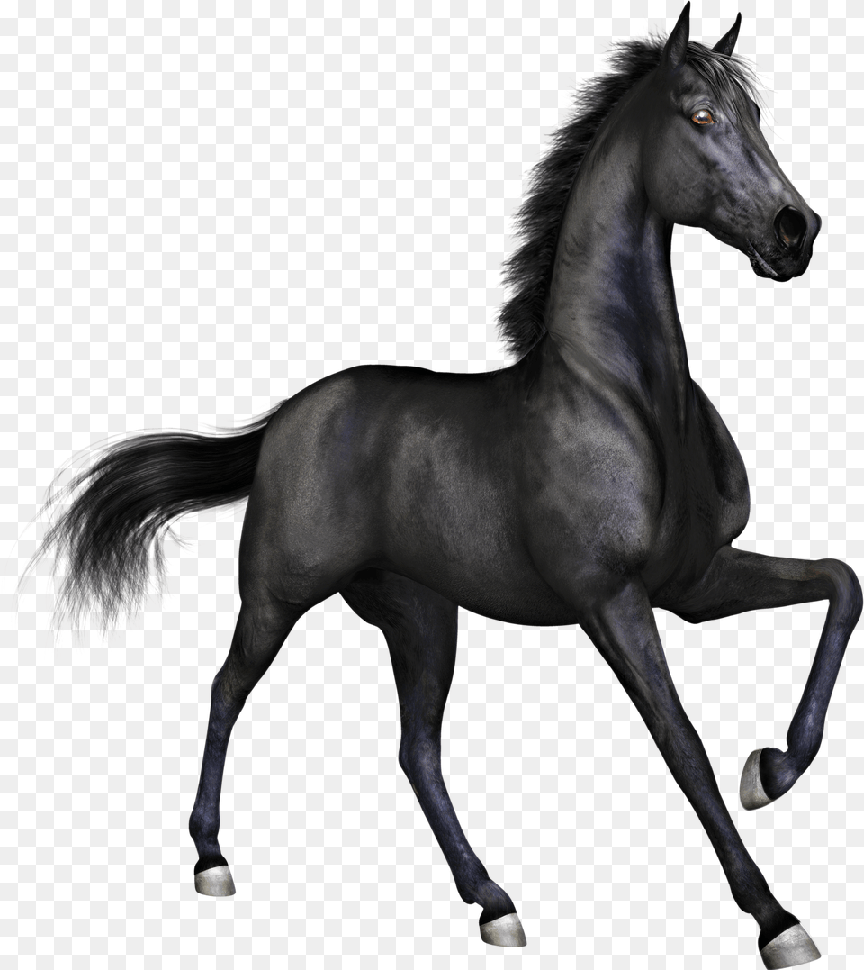 Black Race Horse, Andalusian Horse, Animal, Mammal, Colt Horse Free Png