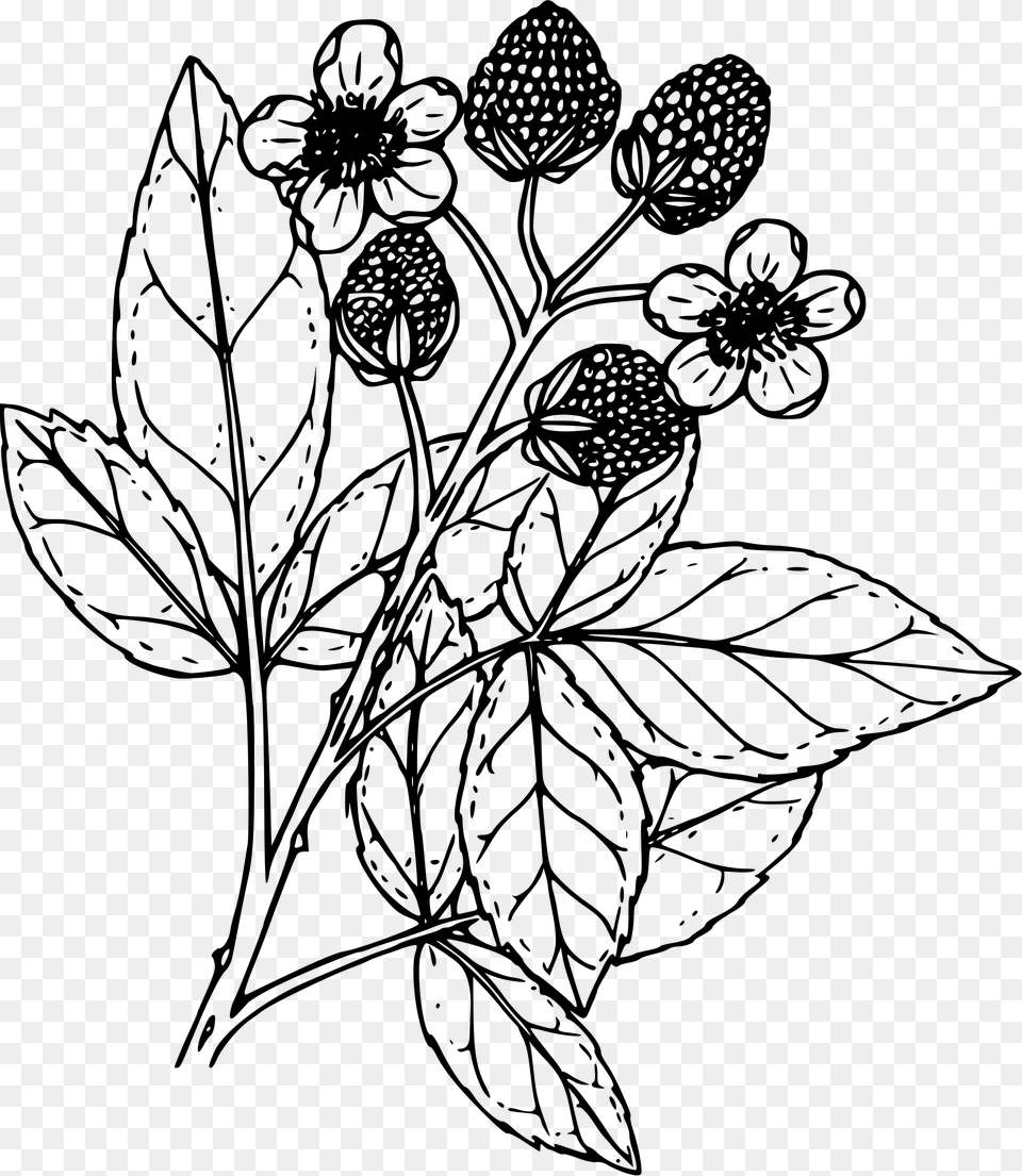 Black Raspberry Clip Arts, Gray Free Png