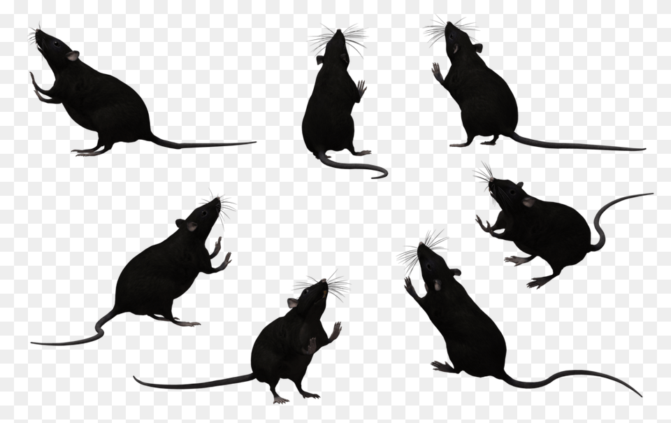 Black Rat Set, Animal, Mammal, Rodent, Bird Png