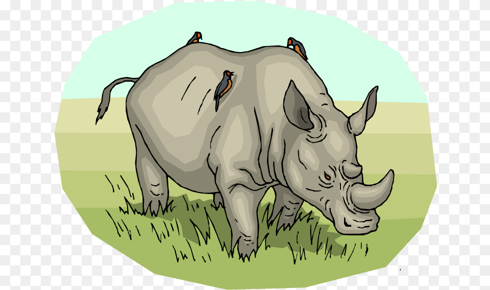 Black Rhinoceros, Animal, Mammal, Wildlife, Rhino Free Png