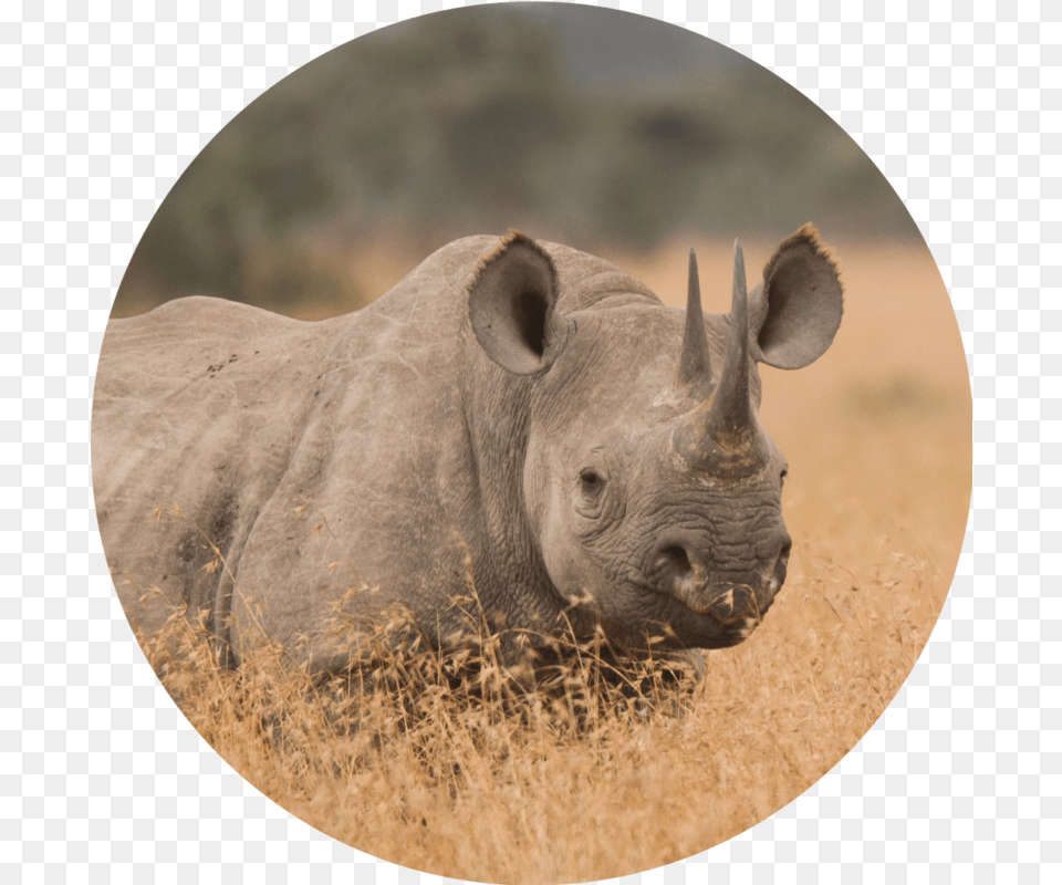 Black Rhinoceros, Animal, Mammal, Rhino, Wildlife Png Image