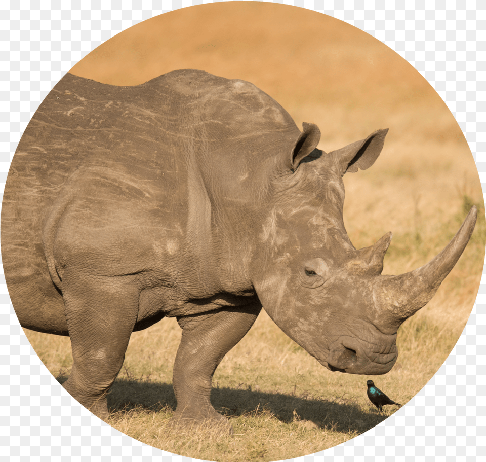 Black Rhinoceros Black Rhinoceros, Animal, Wildlife, Mammal, Rhino Png
