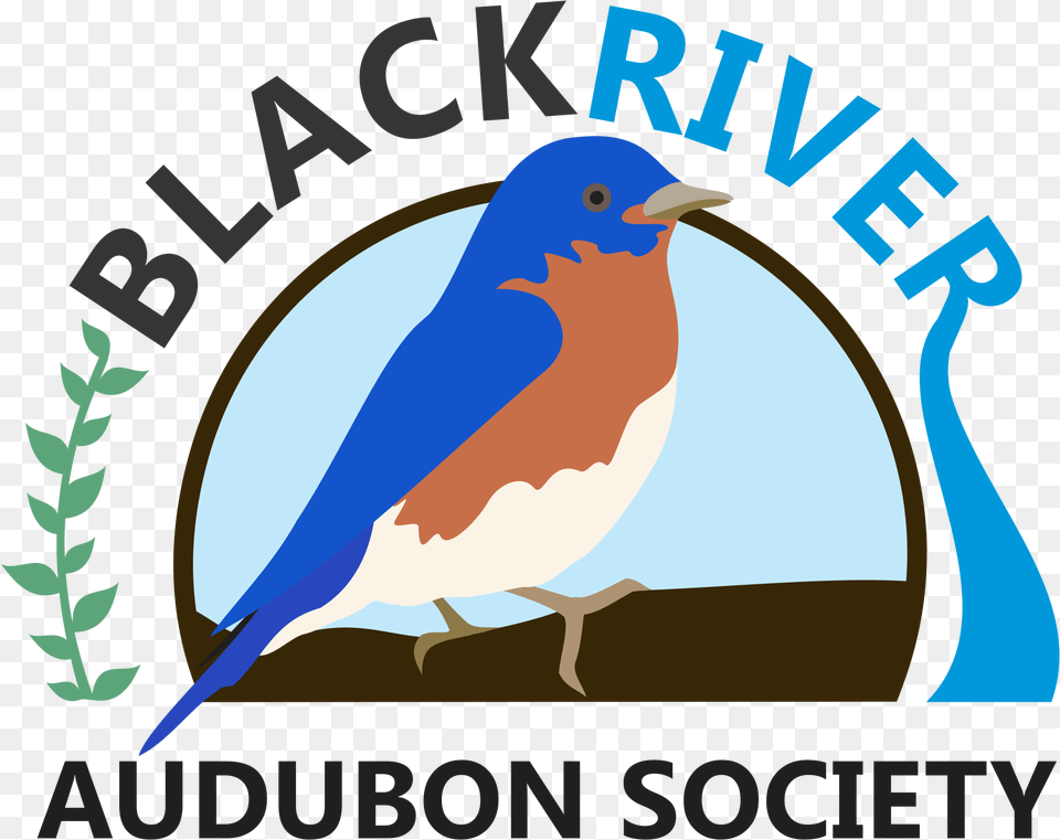 Black River Audubon Society Language, Animal, Bird, Bluebird, Blue Jay Free Png Download