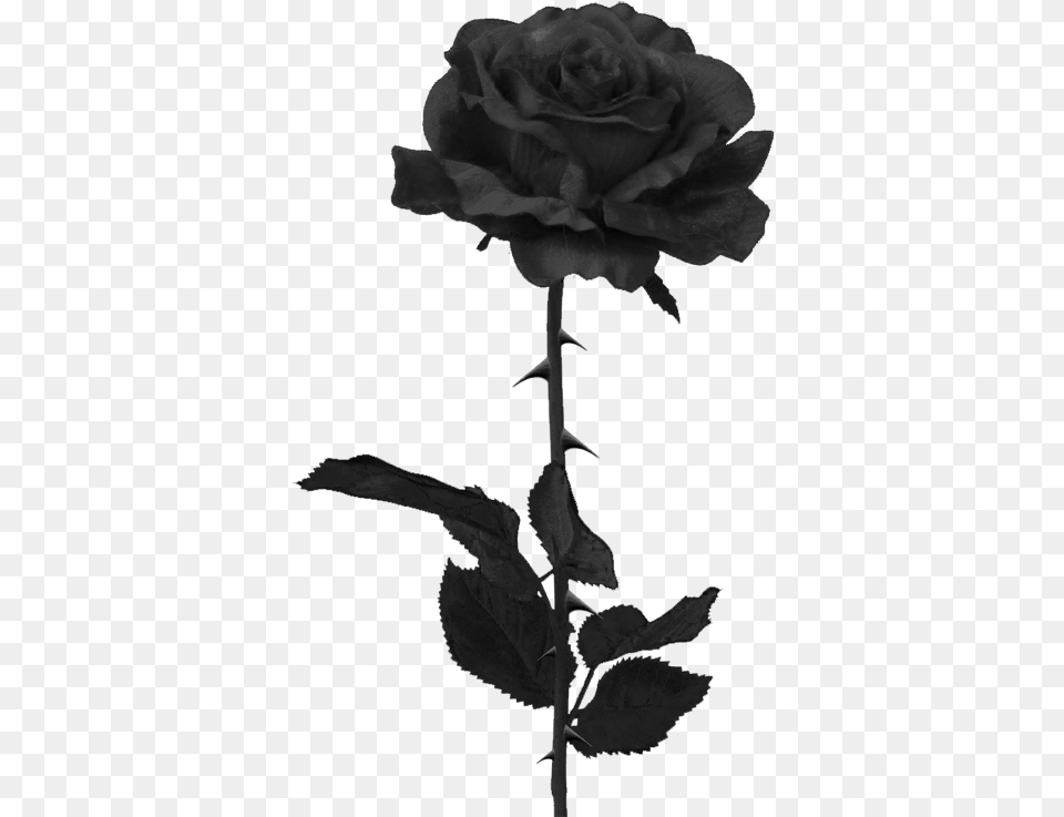 Black Rose, Flower, Plant Free Png Download