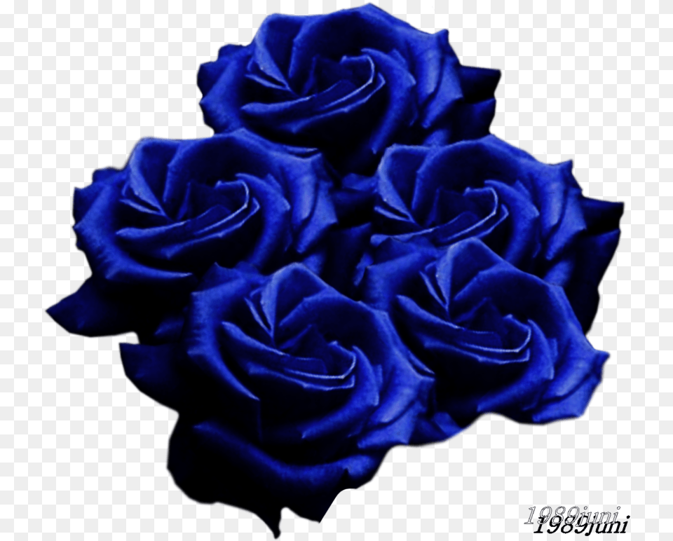 Black Rose, Flower, Plant, Blue Free Png Download