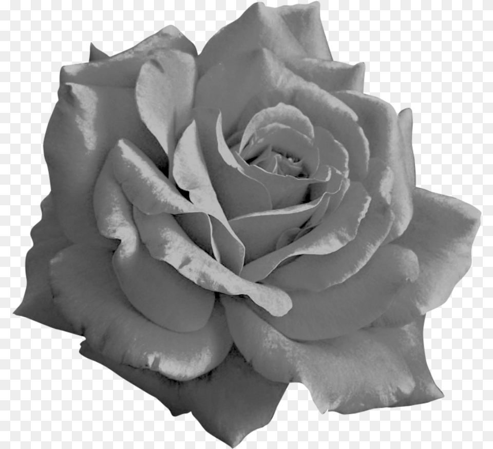 Black Rose 3 Black Roses, Flower, Plant, Petal Png Image