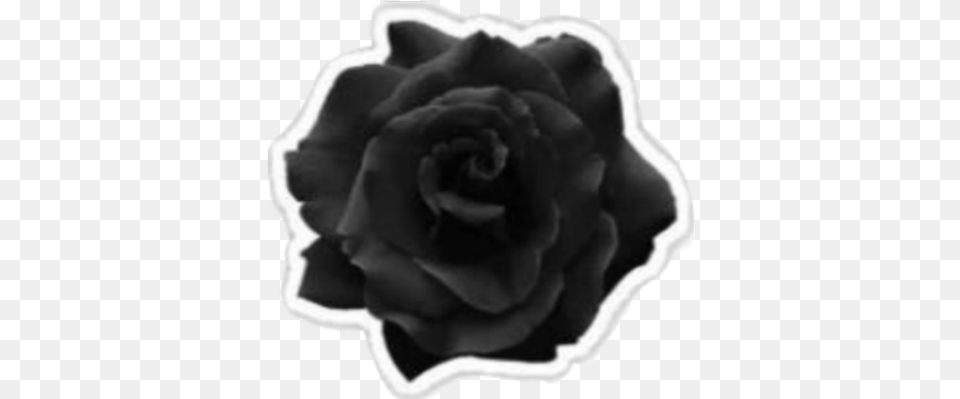 Black Rose Aesthetic, Flower, Plant, Petal, Baby Free Png Download