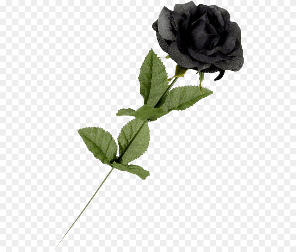 Black Rose Black Rose Flowers Single, Flower, Leaf, Plant Png