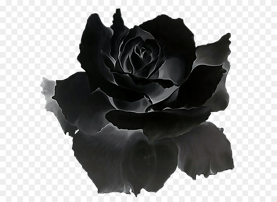 Black Rose Black Rose Gif Flower, Plant, Petal, Head Free Transparent Png