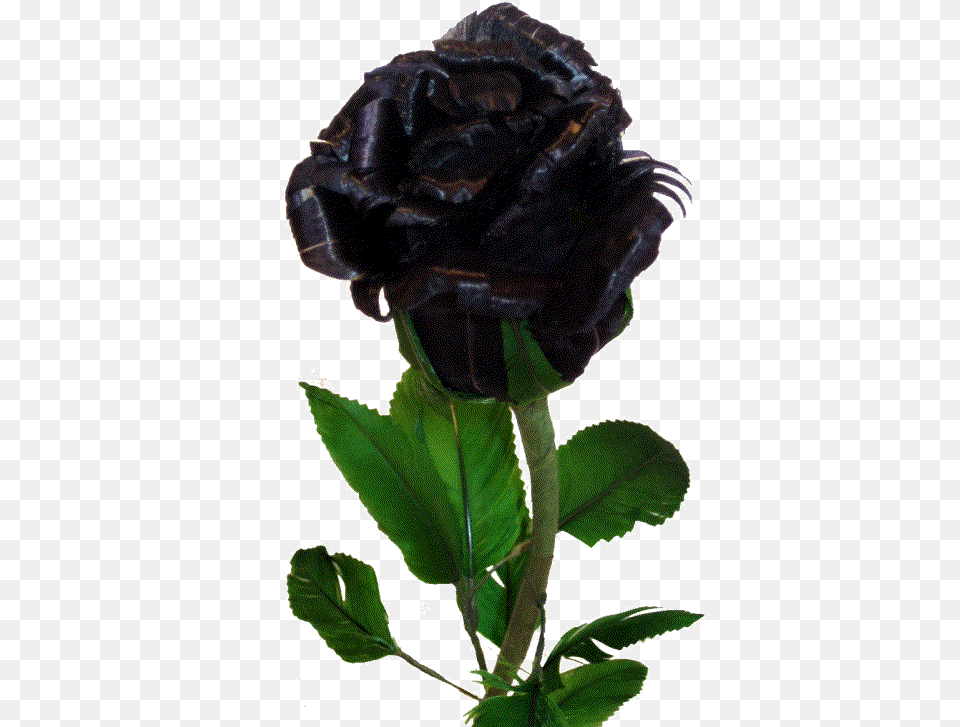 Black Rose Budding Zpsc6f2fb6d U2014 Imgbbcom Real Rose Flower Black Colour, Plant, Leaf, Animal, Insect Png