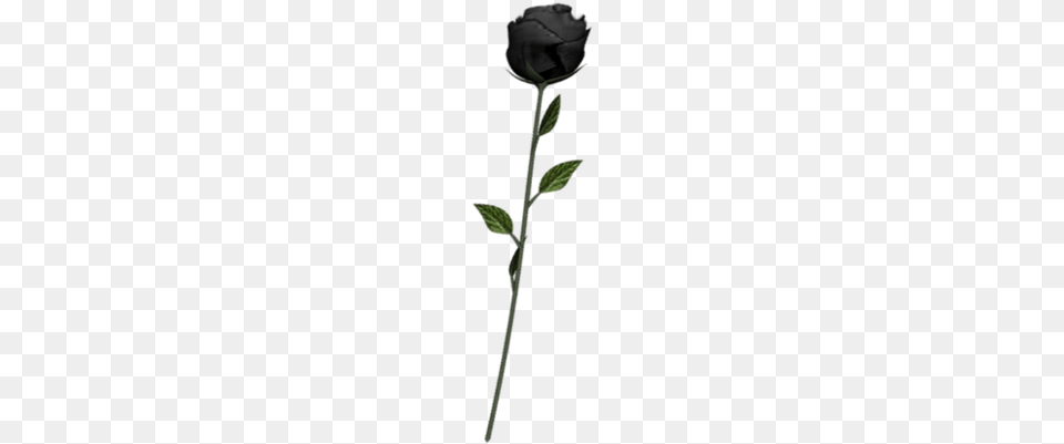 Black Rose By Lavitadistress D7wspbx Black Rose, Flower, Plant, Bud, Sprout Png Image