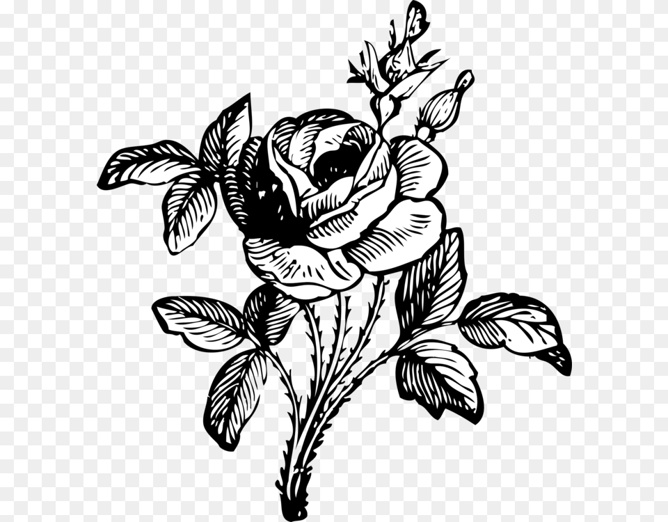 Black Rose Drawing Art Black And White, Graphics, Floral Design, Pattern, Stencil Png