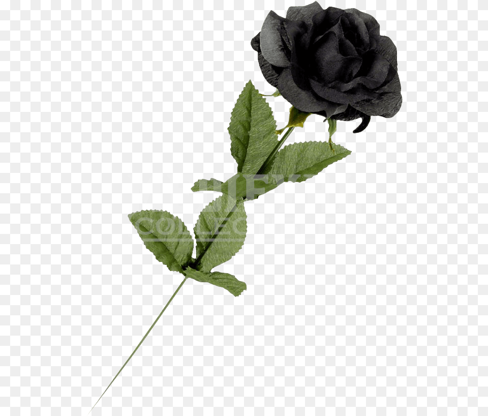 Black Rose Flowers Single, Flower, Leaf, Plant Png