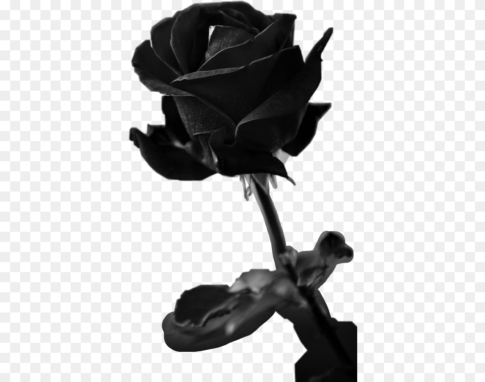 Black Rose Freetoedit Rose Alive Black And White, Flower, Plant, Person Png