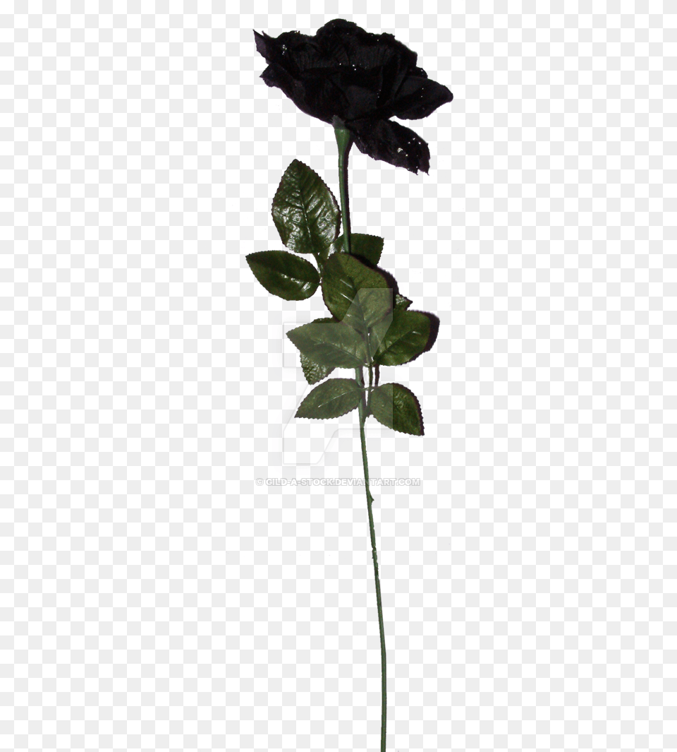 Black Rose Hd, Flower, Leaf, Plant Free Transparent Png