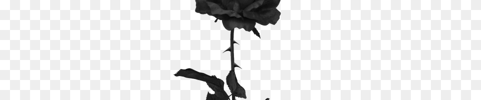 Black Rose Image, Silhouette, Person, Flower, Plant Free Png