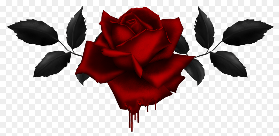 Black Rose Images, Flower, Plant Free Transparent Png