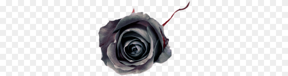 Black Rose Noir Fleur Gothic Gothique Lovely, Flower, Plant, Animal, Fish Png