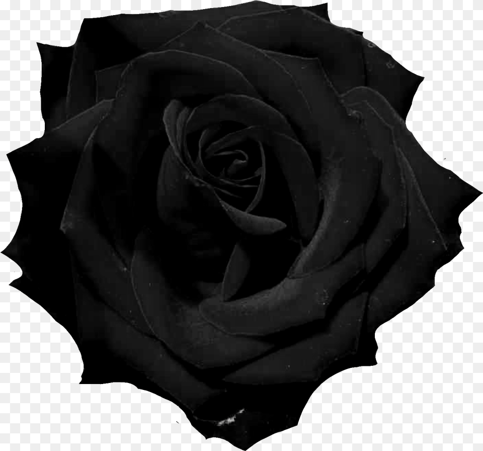 Black Rose Rose Photography Black And White Free Png Download