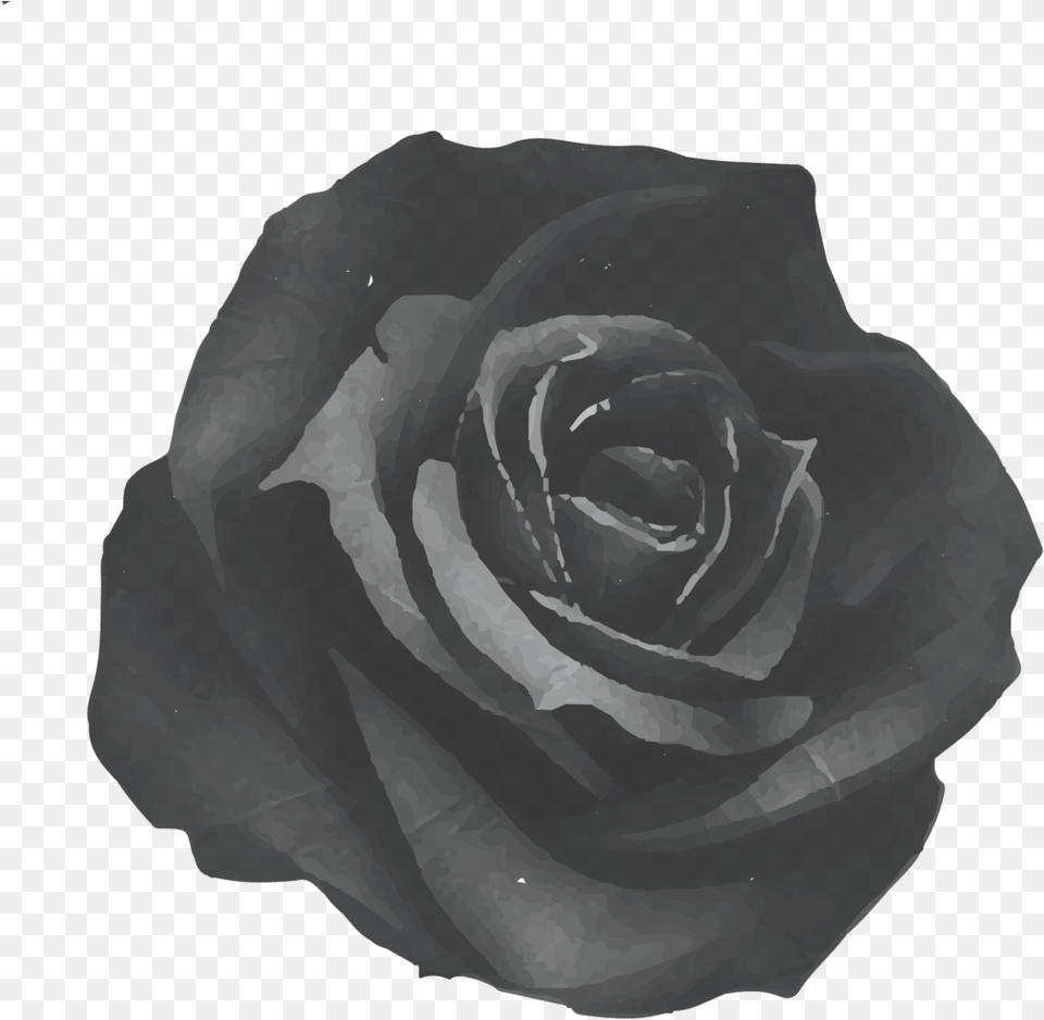 Black Rose Tavern Black Rose, Flower, Plant Png