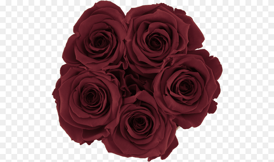 Black Rose Transparent, Flower, Plant, Flower Arrangement, Flower Bouquet Png Image