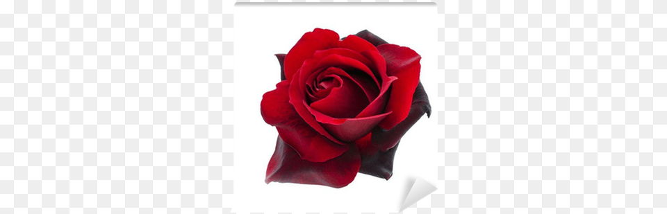 Black Rose Wall Mural U2022 Pixers We Live To Change Lovely, Flower, Plant Png