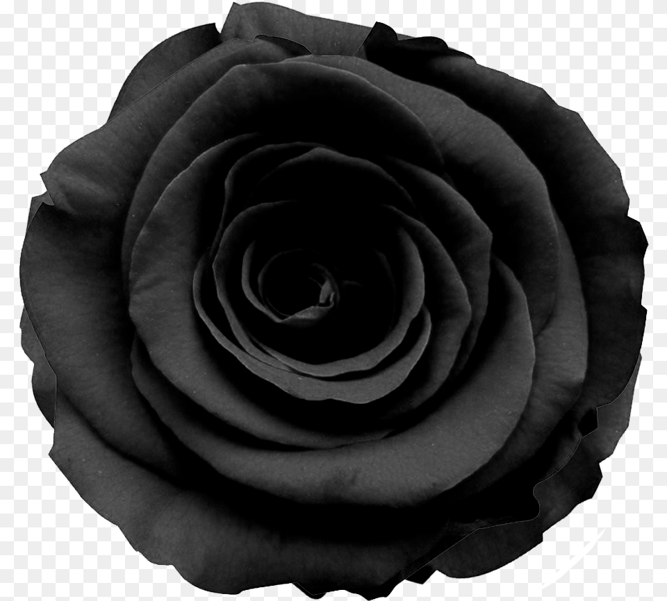 Black Roses Black Flower, Plant, Rose Png