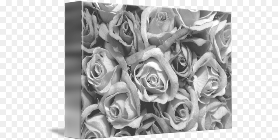 Black Roses By Simon Steiner Black Roses, Flower, Flower Arrangement, Flower Bouquet, Petal Free Transparent Png