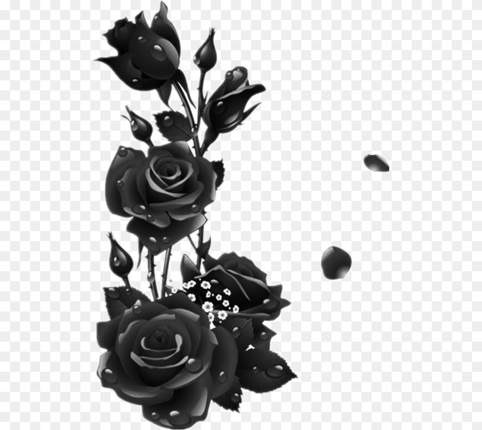 Black Roses Flower Frame Black Rose, Art, Floral Design, Graphics, Pattern Png Image