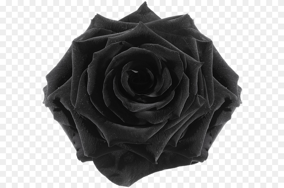 Black Roses Flower, Plant, Rose Free Transparent Png