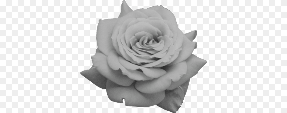 Black Roses Tumblr Transparent, Flower, Plant, Rose, Petal Free Png Download