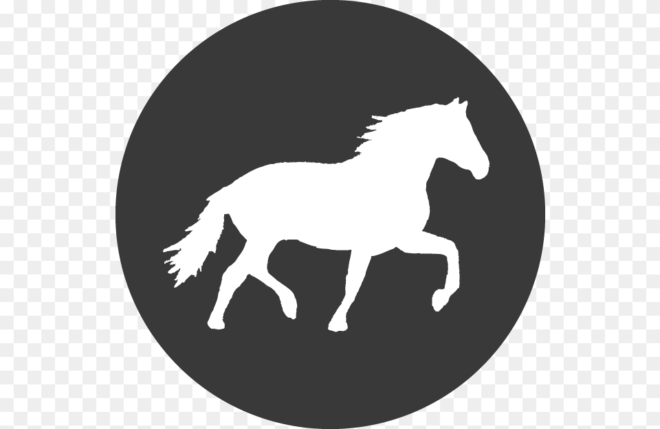 Black Round Twitter, Silhouette, Animal, Horse, Mammal Png Image