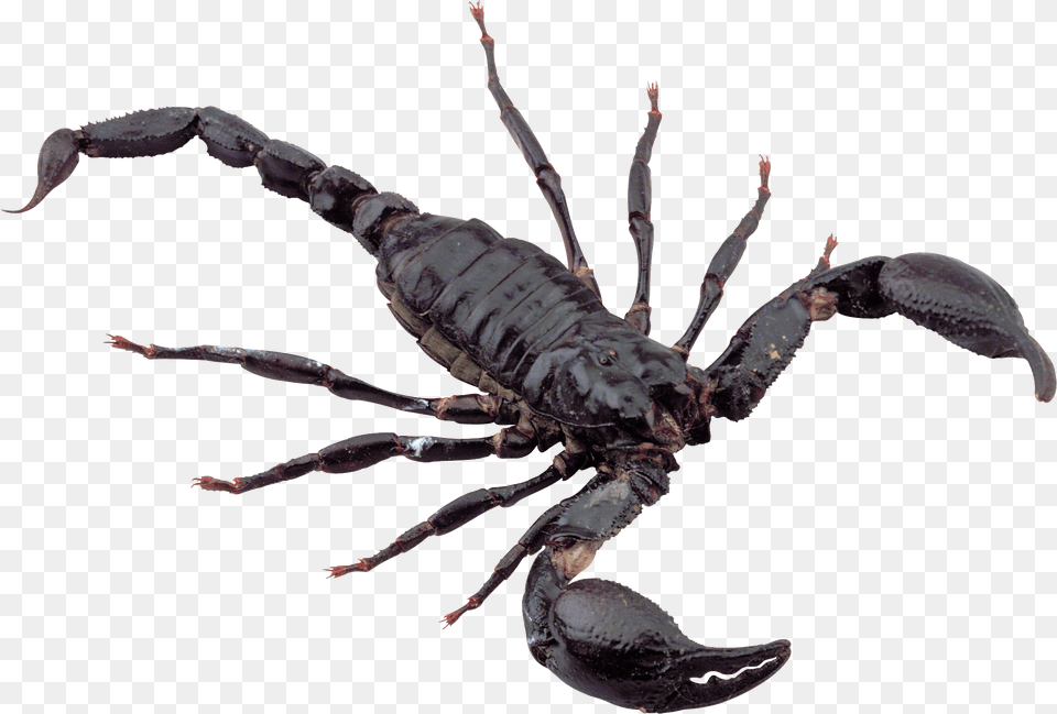 Black Scorpion, Animal, Insect, Invertebrate Free Transparent Png
