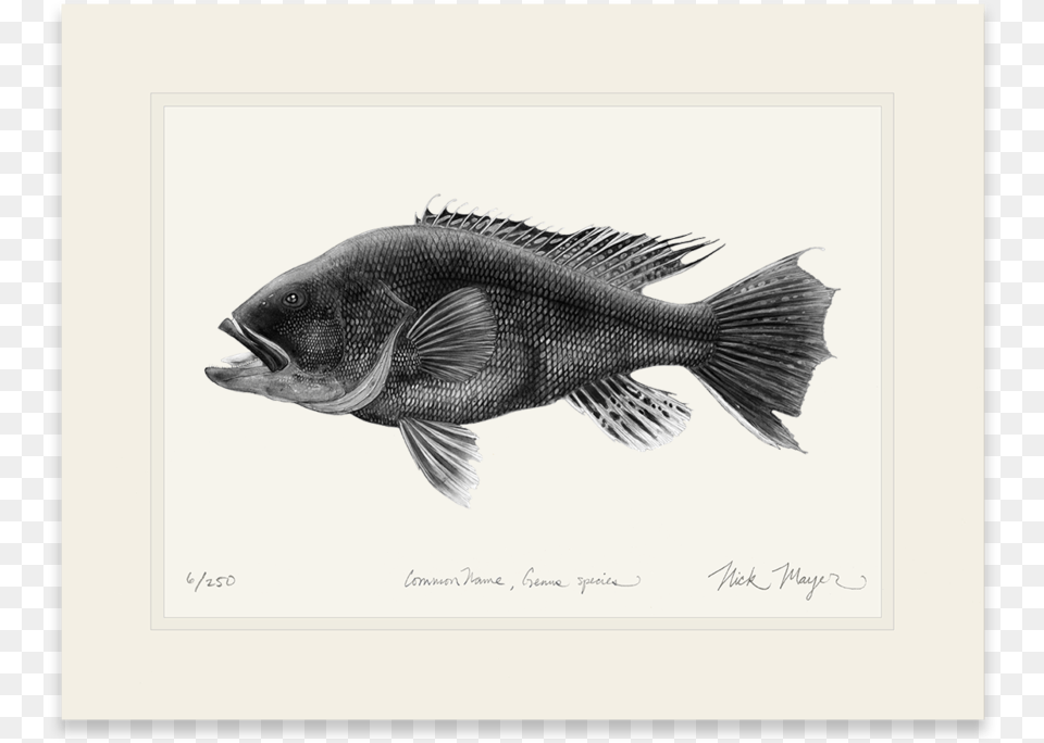 Black Sea Bass Bass, Animal, Fish, Sea Life, Perch Png Image