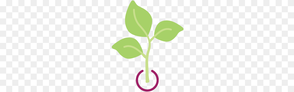 Black Seeded Elite Lettuce Banner Greenhouses, Herbal, Herbs, Leaf, Plant Free Png Download