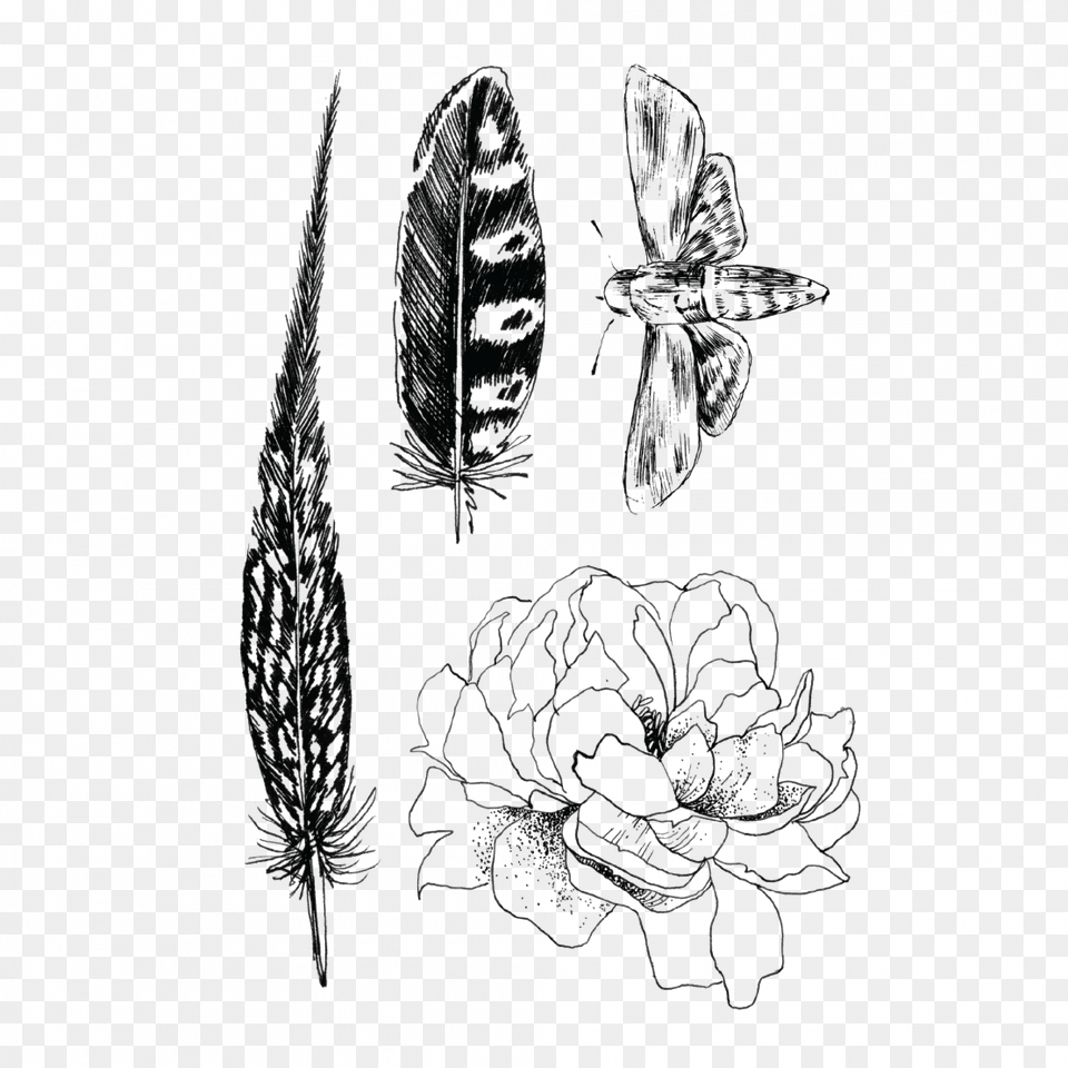 Black Set Of Feathers Flower And Moth Sketch, Art, Drawing, Plant, Animal Free Transparent Png