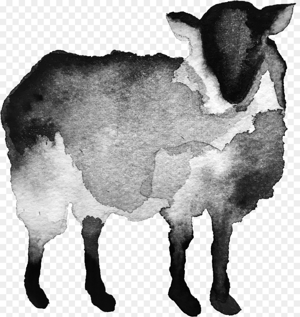 Black Sheep Copy Black Sheep Livestock, Animal, Mammal, Canine Free Transparent Png