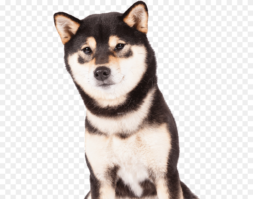 Black Shiba Inu, Animal, Canine, Dog, Husky Free Png