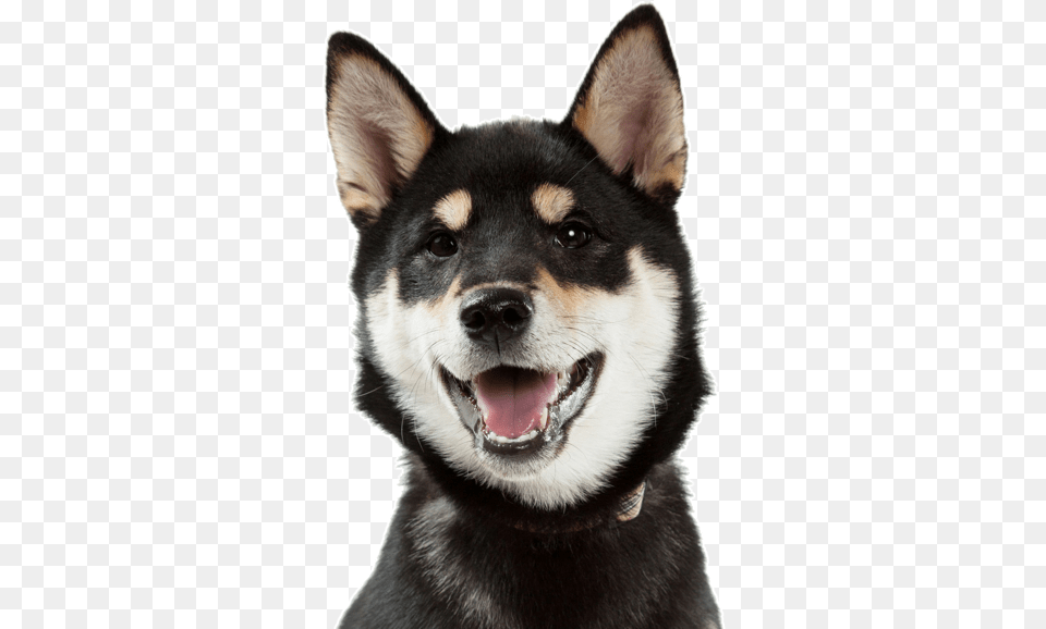 Black Shiba Inu Husky Mix, Animal, Canine, Dog, Mammal Png Image