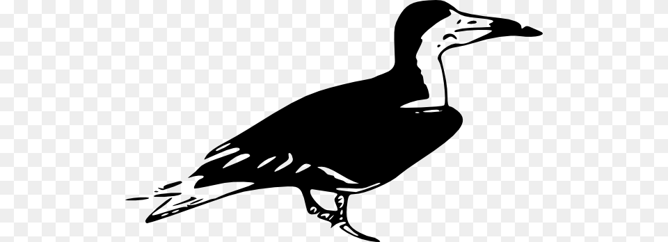 Black Skimmer Clip Art Vector, Animal, Bird, Goose, Stencil Free Png Download