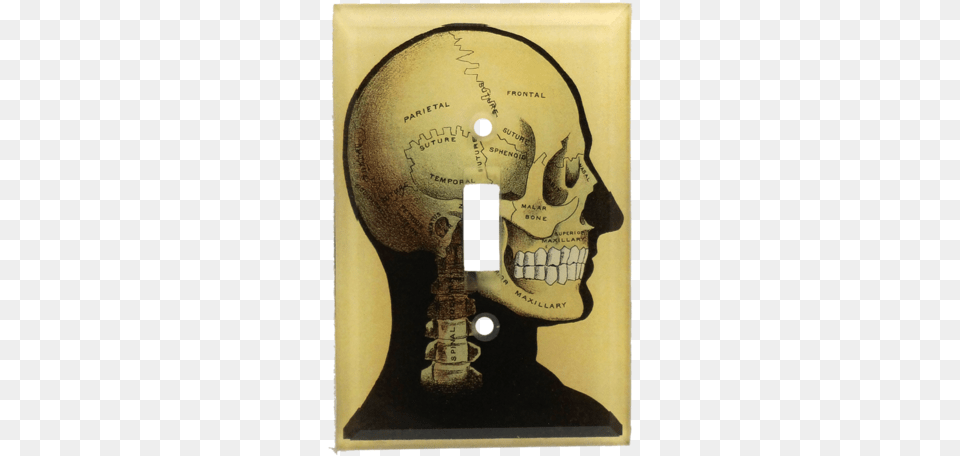 Black Skull Black Skull Bone, Adult, Male, Man, Person Free Transparent Png