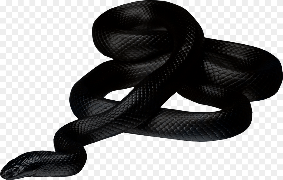 Black Snake, Animal, Reptile Free Transparent Png